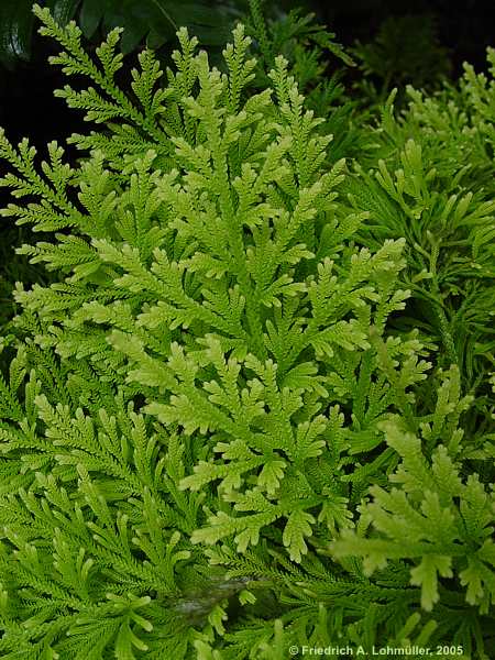 Selaginella pallescens