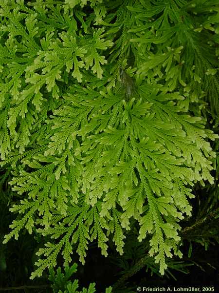 Selaginella pallescens