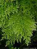 Selaginella pallescens