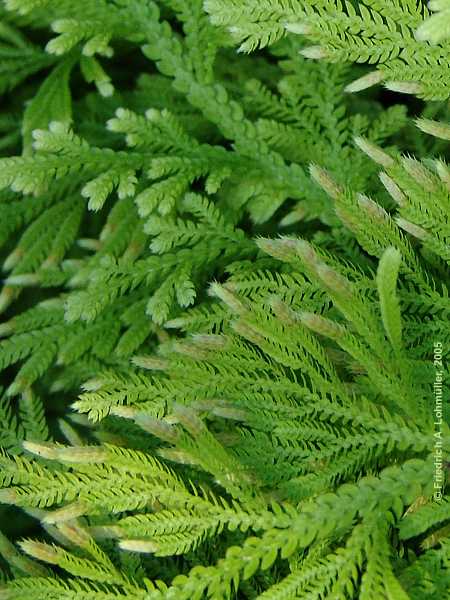 Selaginella pallescens