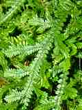 Selaginella uncinata