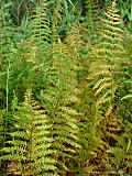 Thelypteris palustris