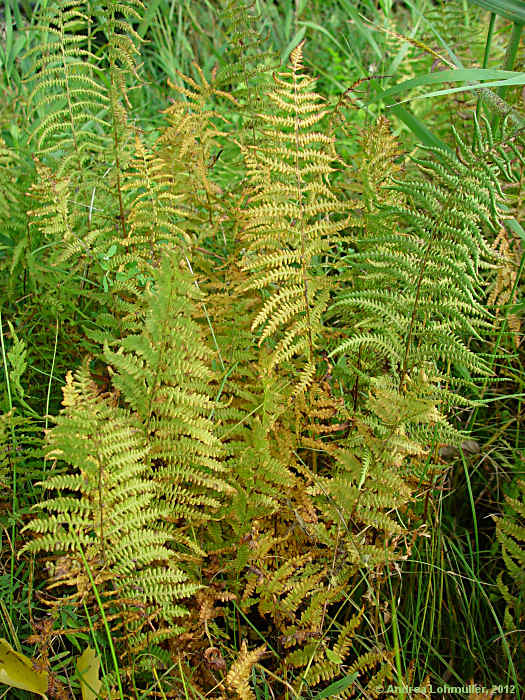 Thelypteris palustris