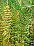 Thelypteris palustris