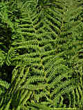 Athyrium filix-femina