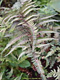 Athyrium niponicum