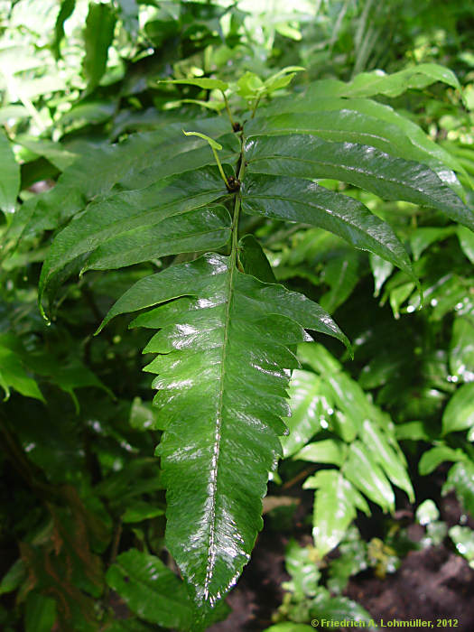 Diplazium proliferum