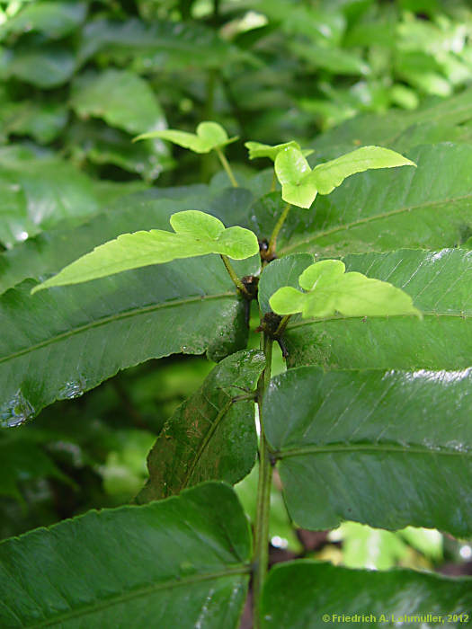 Diplazium proliferum