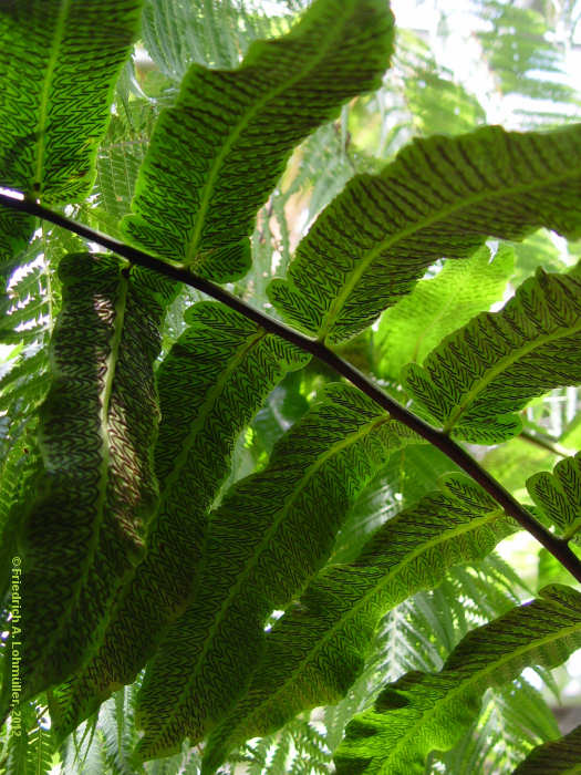 Diplazium proliferum