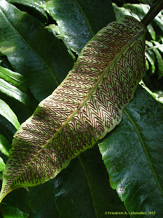 Diplazium proliferum