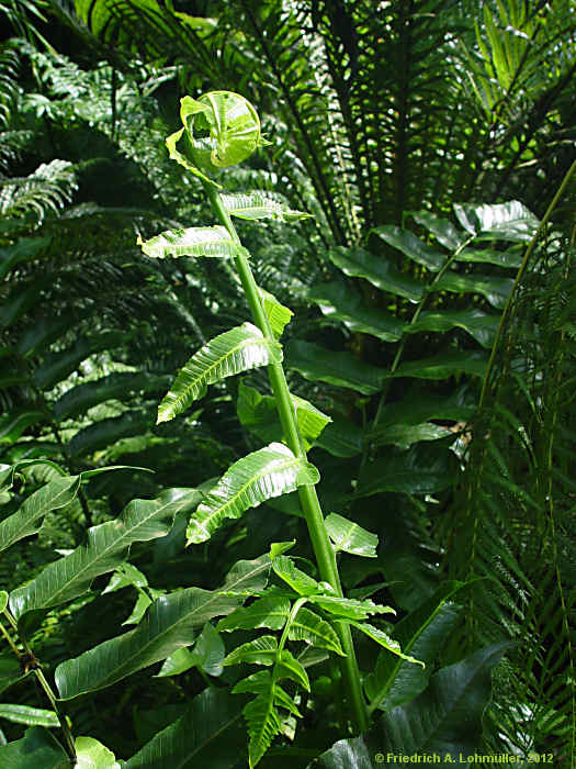 Diplazium proliferum