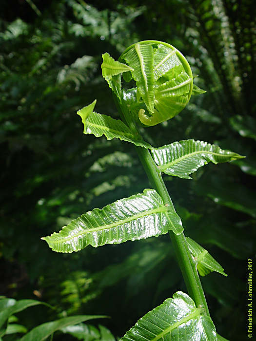 Diplazium proliferum