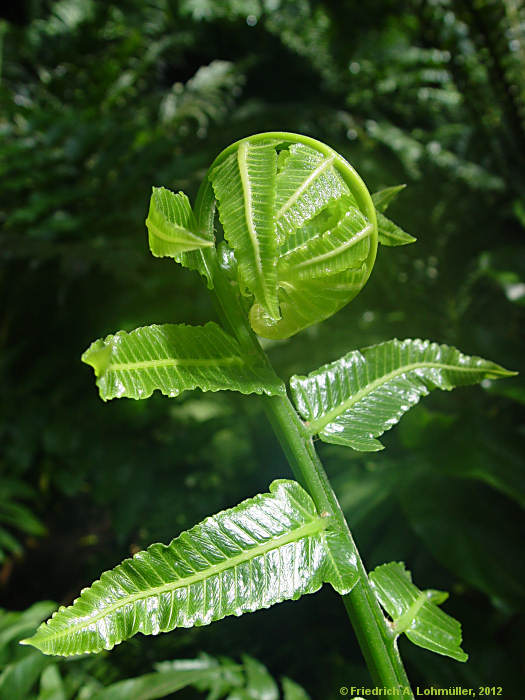 Diplazium proliferum