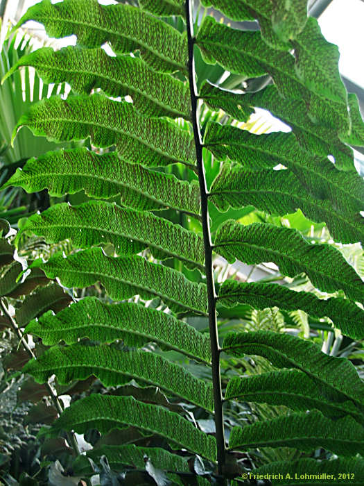 Diplazium proliferum
