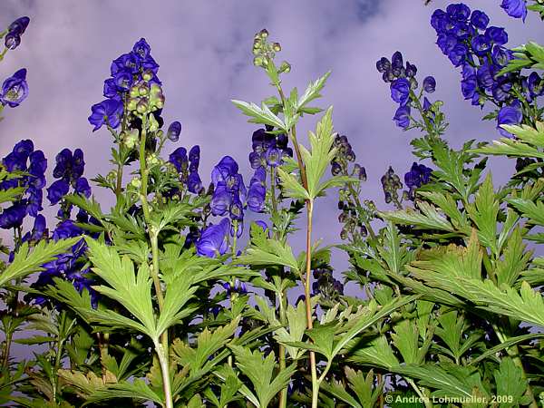 Aconitum carmichaelii