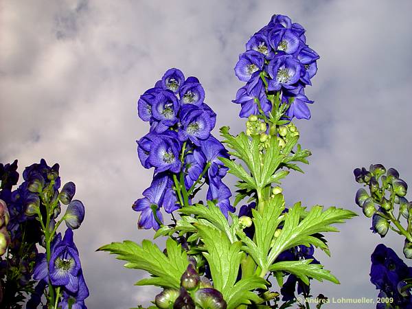 Aconitum carmichaelii