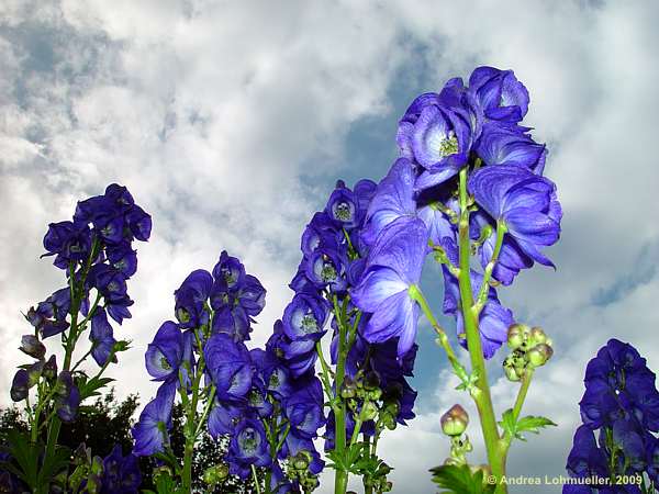 Aconitum carmichaelii