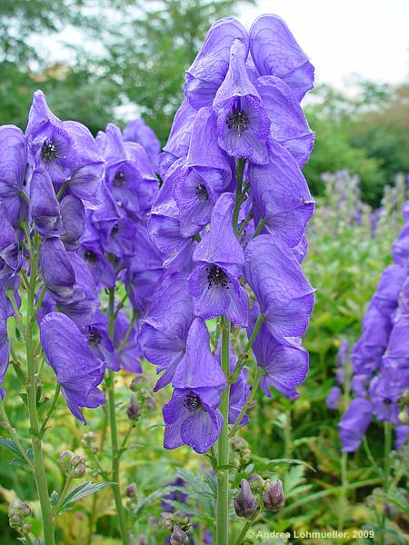 Aconitum carmichaelii