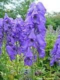 Aconitum carmichaelii