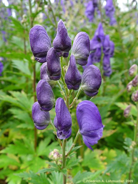 Aconitum carmichaelii