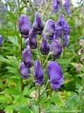 Aconitum carmichaelii