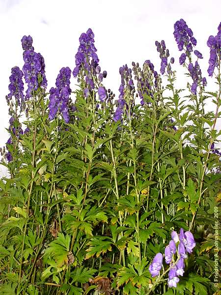 Aconitum carmichaelii