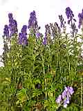 Aconitum carmichaelii