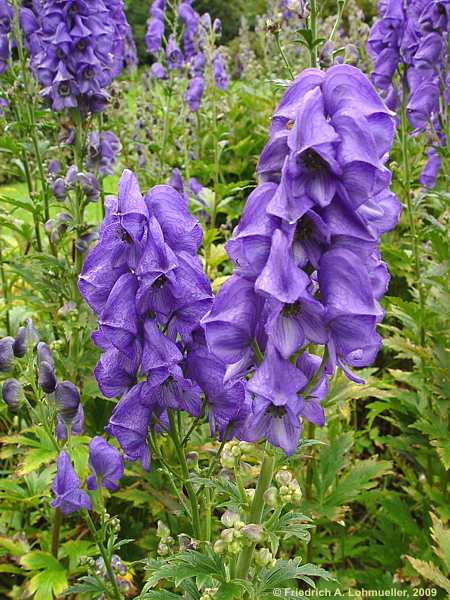 Aconitum carmichaelii