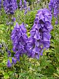 Aconitum carmichaelii