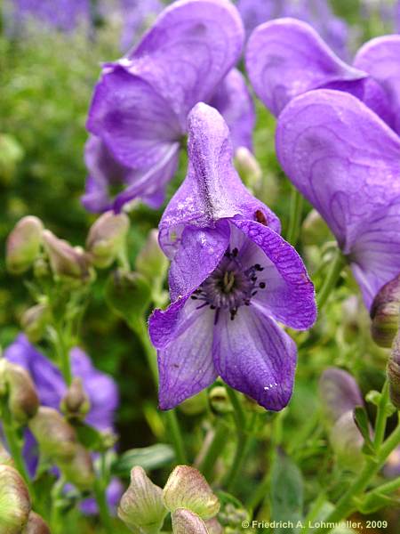 Aconitum carmichaelii