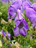 Aconitum carmichaelii