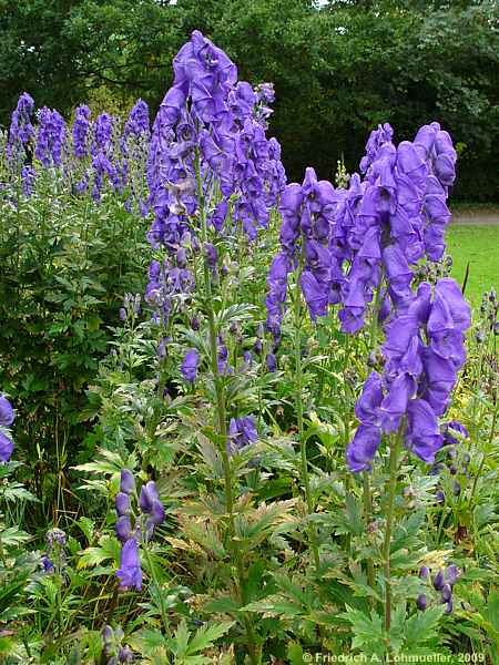 Aconitum carmichaelii