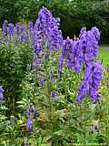 Aconitum carmichaelii