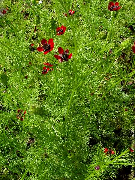 Adonis aestivalis