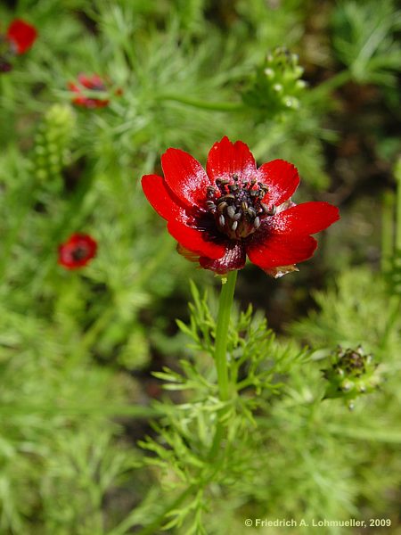 Adonis aestivalis