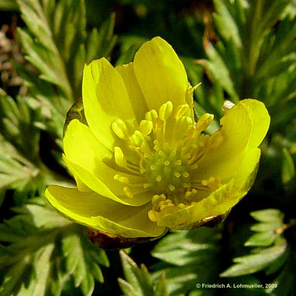 Adonis turkestanica