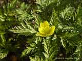 Adonis turkestanica