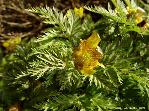 Adonis turkestanica