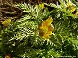 Adonis turkestanica