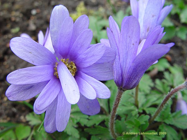 Anemone blanda