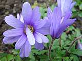 Anemone blanda