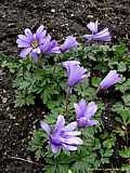 Anemone blanda