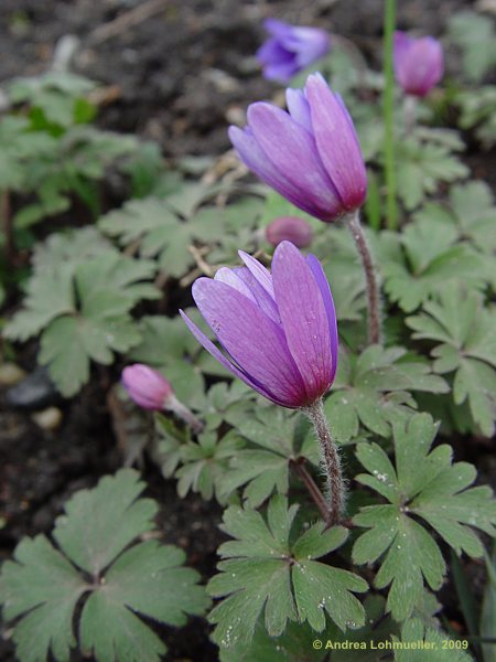 Anemone blanda