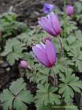 Anemone blanda