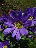 Anemone blanda