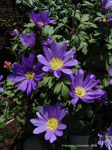 Anemone blanda