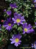 Anemone blanda 'Blue Shades'