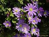 Anemone blanda