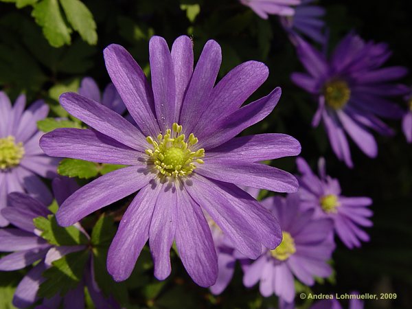 Anemone blanda