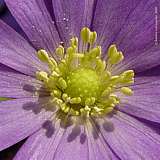 Anemone blanda